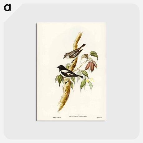 アートポストカード-Pied Robin
 - ジョン グールド Postcard.