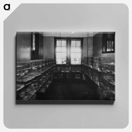 アートパネル-Parrots in Quarantine
 - 国立医学図書館 Canvas.