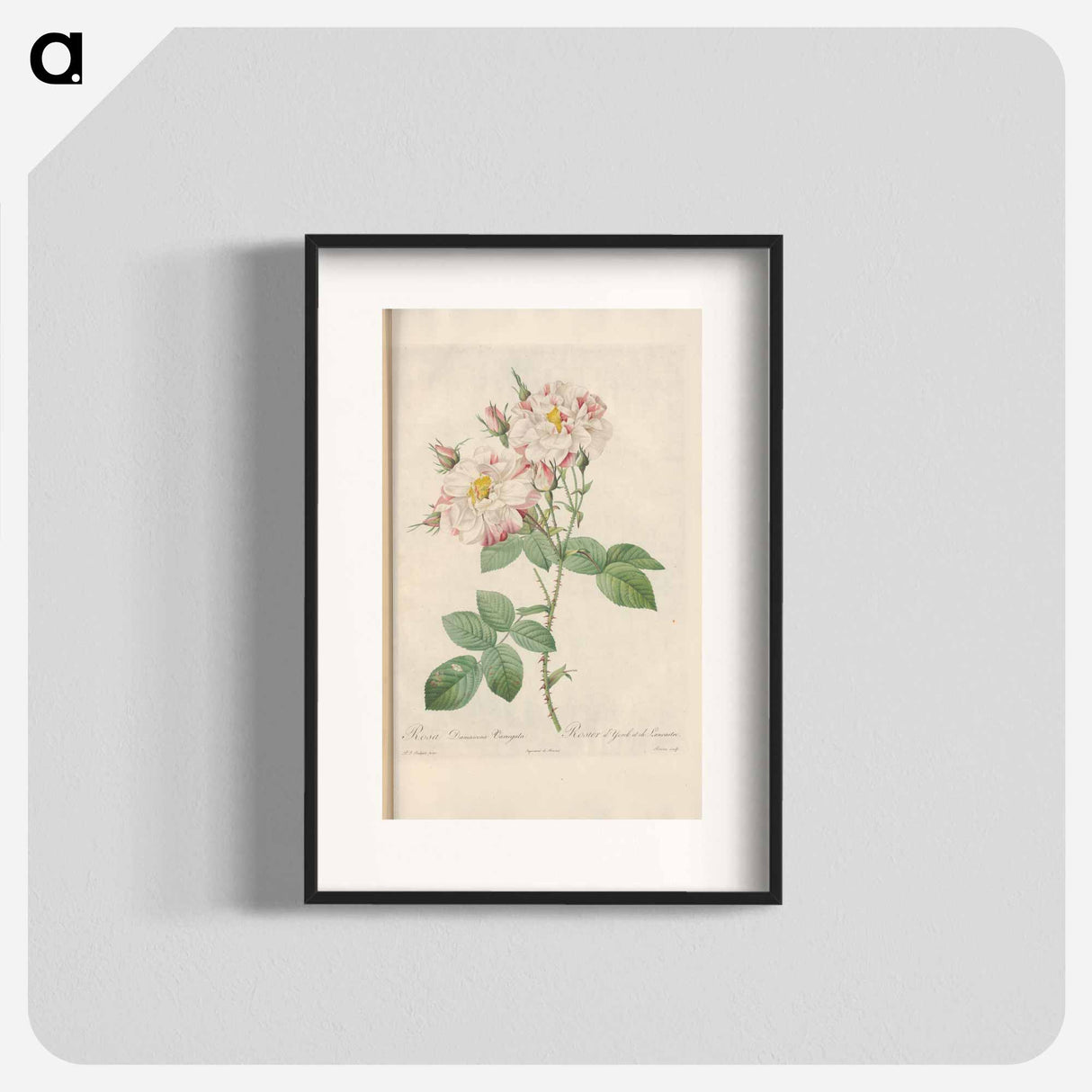 Rose illustration - Pierre Joseph Redouté Poster.