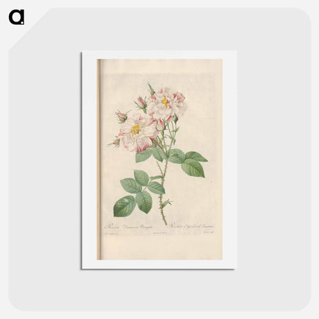 アートポストカード-Rose illustration - ピエール ジョゼフ ルドゥーテ Postcard.