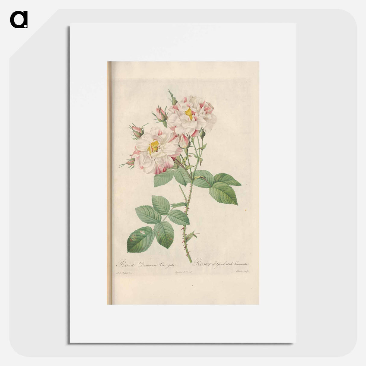 Rose illustration - Pierre Joseph Redouté Poster.