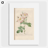 Rose illustration - Pierre Joseph Redouté Poster.