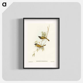 アートポスター-Swan River Honey-eater
 - オーストラリアの鳥 Poster.