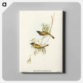 アートパネル-Swan River Honey-eater
 - オーストラリアの鳥 Canvas.