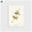 アートポストカード-Swan River Honey-eater
 - オーストラリアの鳥 Postcard.