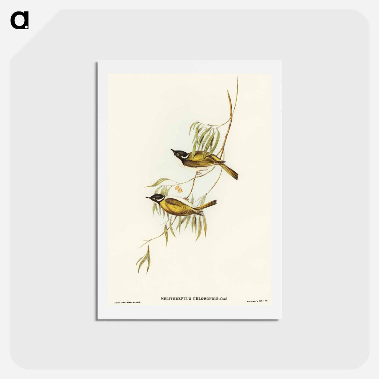 アートポストカード-Swan River Honey-eater
 - オーストラリアの鳥 Postcard.