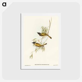 アートポストカード-Swan River Honey-eater
 - オーストラリアの鳥 Postcard.