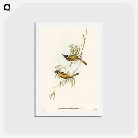 アートポストカード-Swan River Honey-eater
 - オーストラリアの鳥 Postcard.