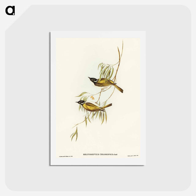 アートポストカード-Swan River Honey-eater
 - オーストラリアの鳥 Postcard.