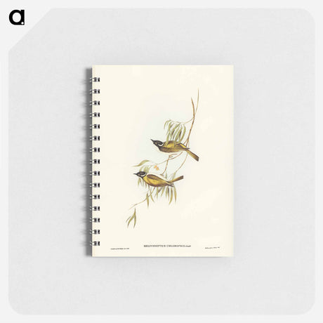 アートメモ帳-Swan River Honey-eater
 - オーストラリアの鳥 Memo.
