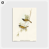 アートポストカード-Swan River Honey-eater
 - オーストラリアの鳥 Postcard.