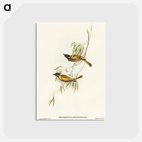 アートポストカード-Swan River Honey-eater
 - オーストラリアの鳥 Postcard.