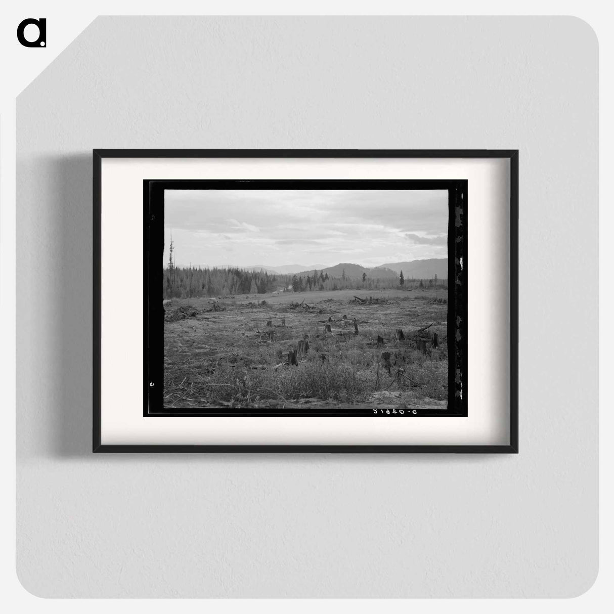 Cleared Pasture Land and Uncleared Piece - Dorothea Lange Poster.