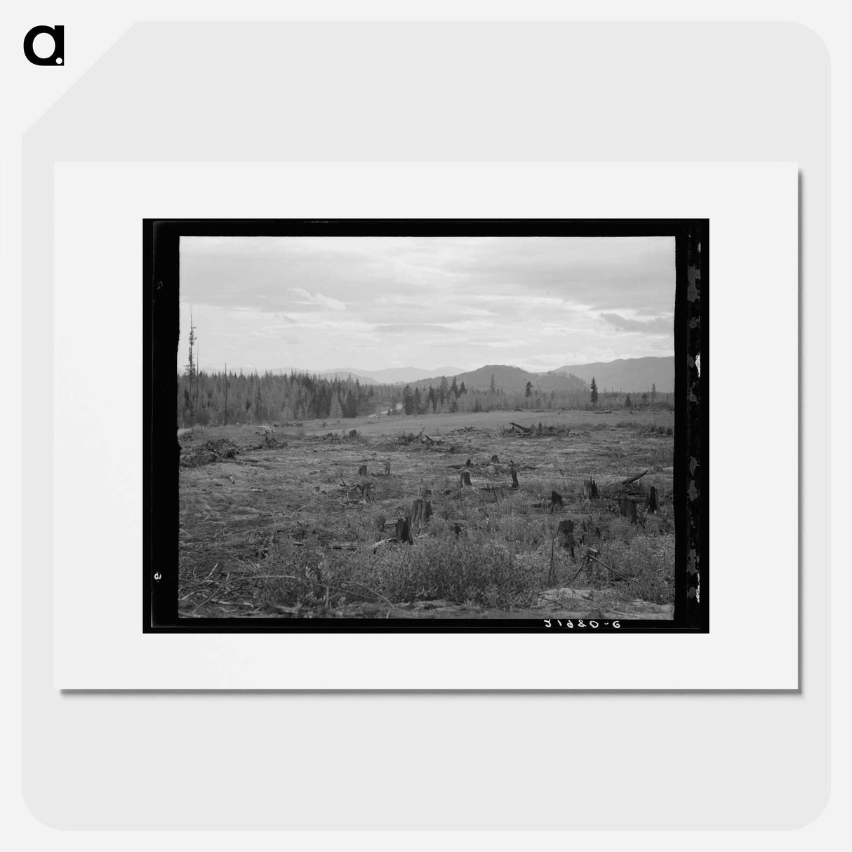 Cleared Pasture Land and Uncleared Piece - Dorothea Lange Poster.