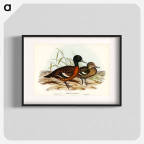 アートポスター-Chestnut-breasted Duck
 - ジョン グールド Poster.