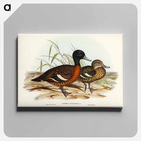 アートパネル-Chestnut-breasted Duck
 - ジョン グールド Canvas.