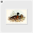 アートポストカード-Chestnut-breasted Duck
 - ジョン グールド Postcard.
