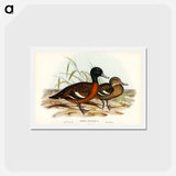 アートポストカード-Chestnut-breasted Duck
 - ジョン グールド Postcard.