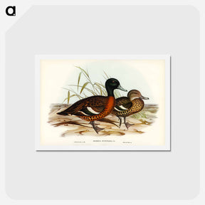 アートポストカード-Chestnut-breasted Duck
 - ジョン グールド Postcard.