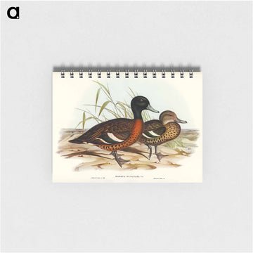 Chestnut-breasted Duck
 - ジョン グールド Memo.