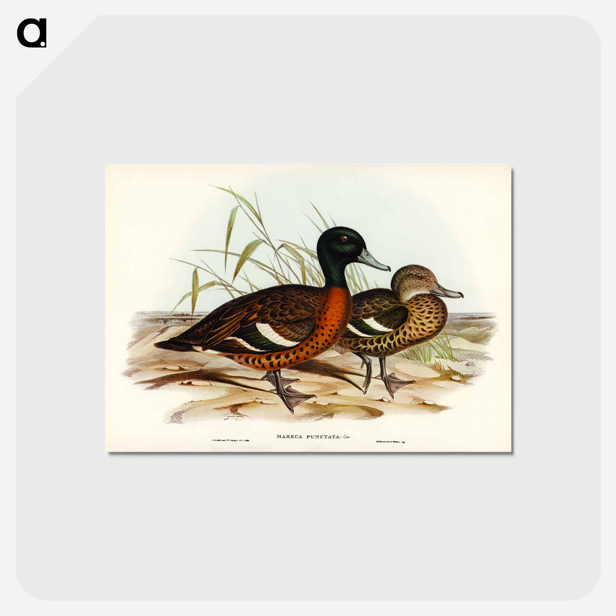 アートポストカード-Chestnut-breasted Duck
 - ジョン グールド Postcard.