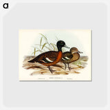 アートポストカード-Chestnut-breasted Duck
 - ジョン グールド Postcard.