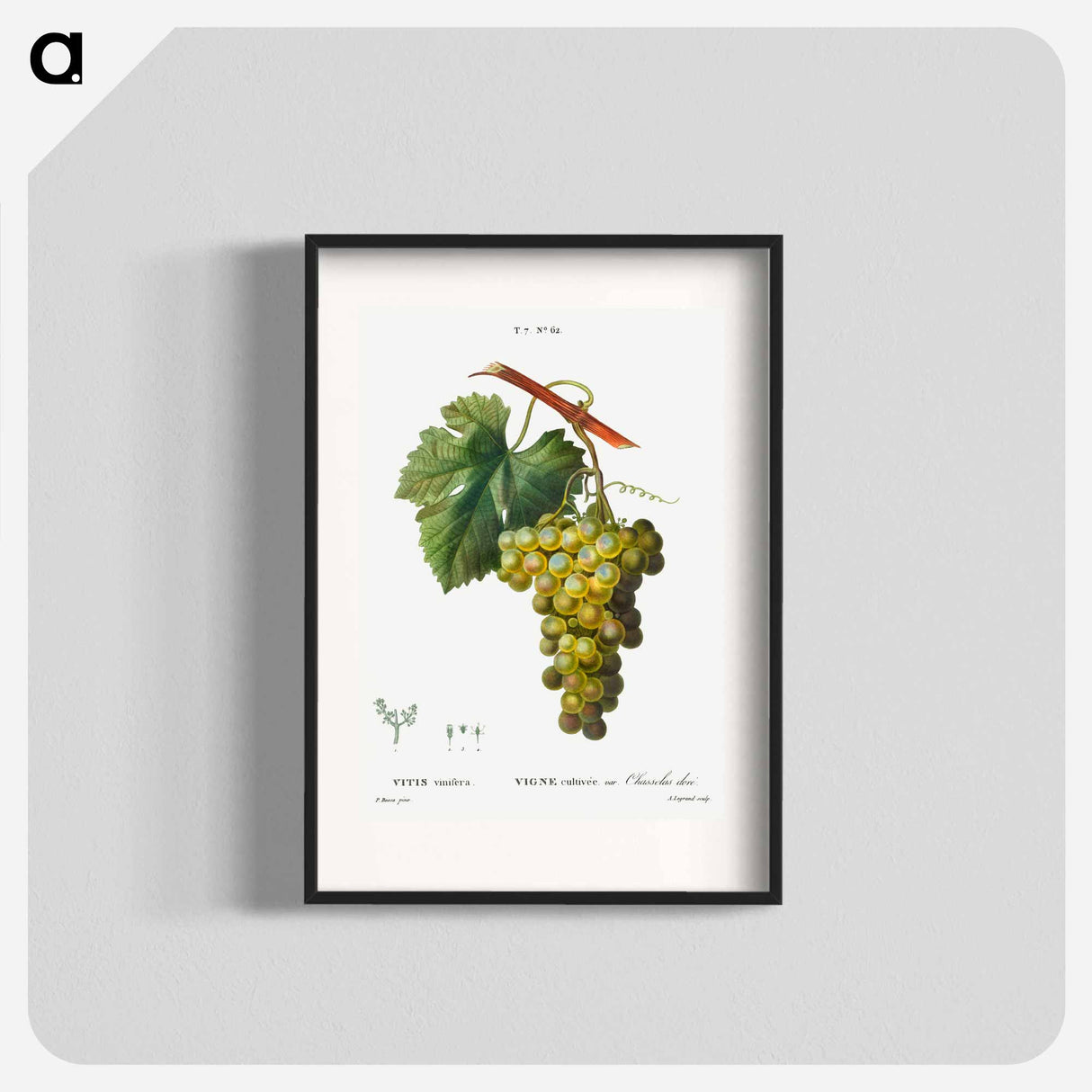 Grape vine, Vitis vinifera - ピエール ジョゼフ ルドゥーテ Poster.