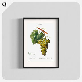 アートポスター-Grape vine, Vitis vinifera - ピエール ジョゼフ ルドゥーテ Poster.