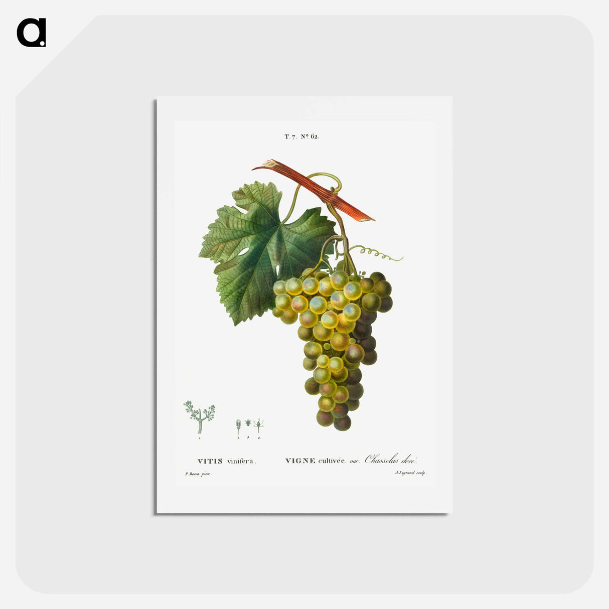 アートポストカード-Grape vine, Vitis vinifera - ピエール ジョゼフ ルドゥーテ Postcard.