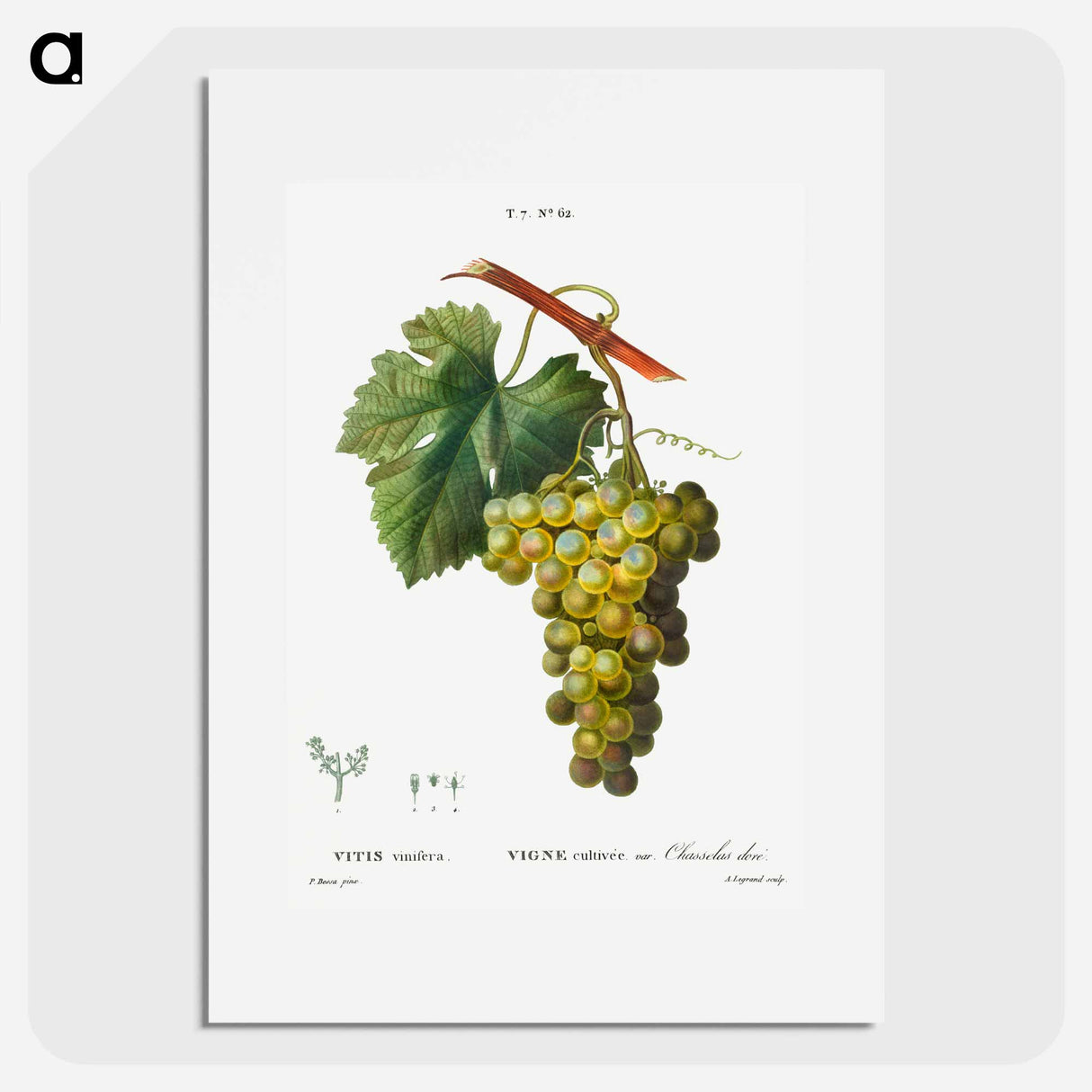 Grape vine, Vitis vinifera - ピエール ジョゼフ ルドゥーテ Poster.