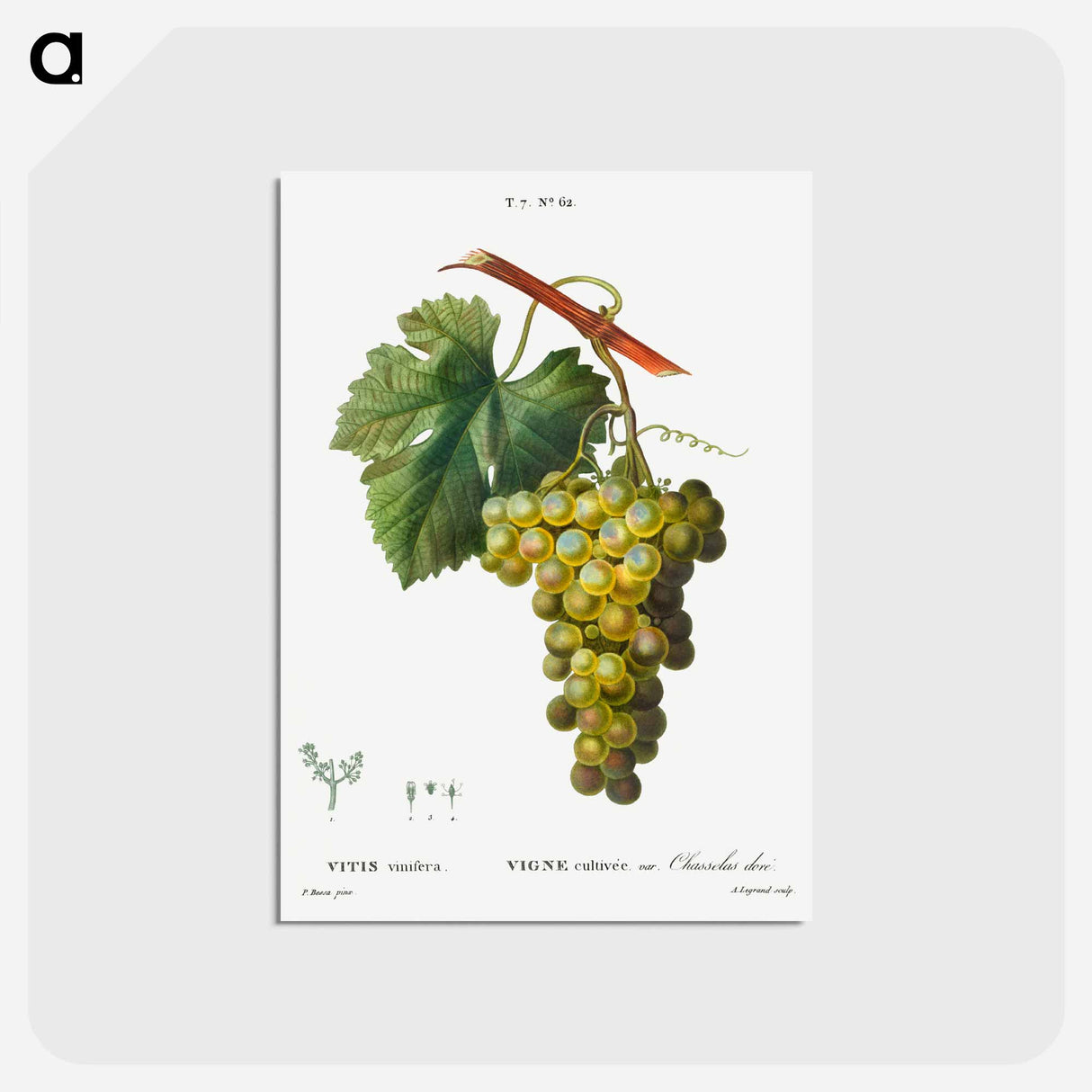 アートポストカード-Grape vine, Vitis vinifera - ピエール ジョゼフ ルドゥーテ Postcard.