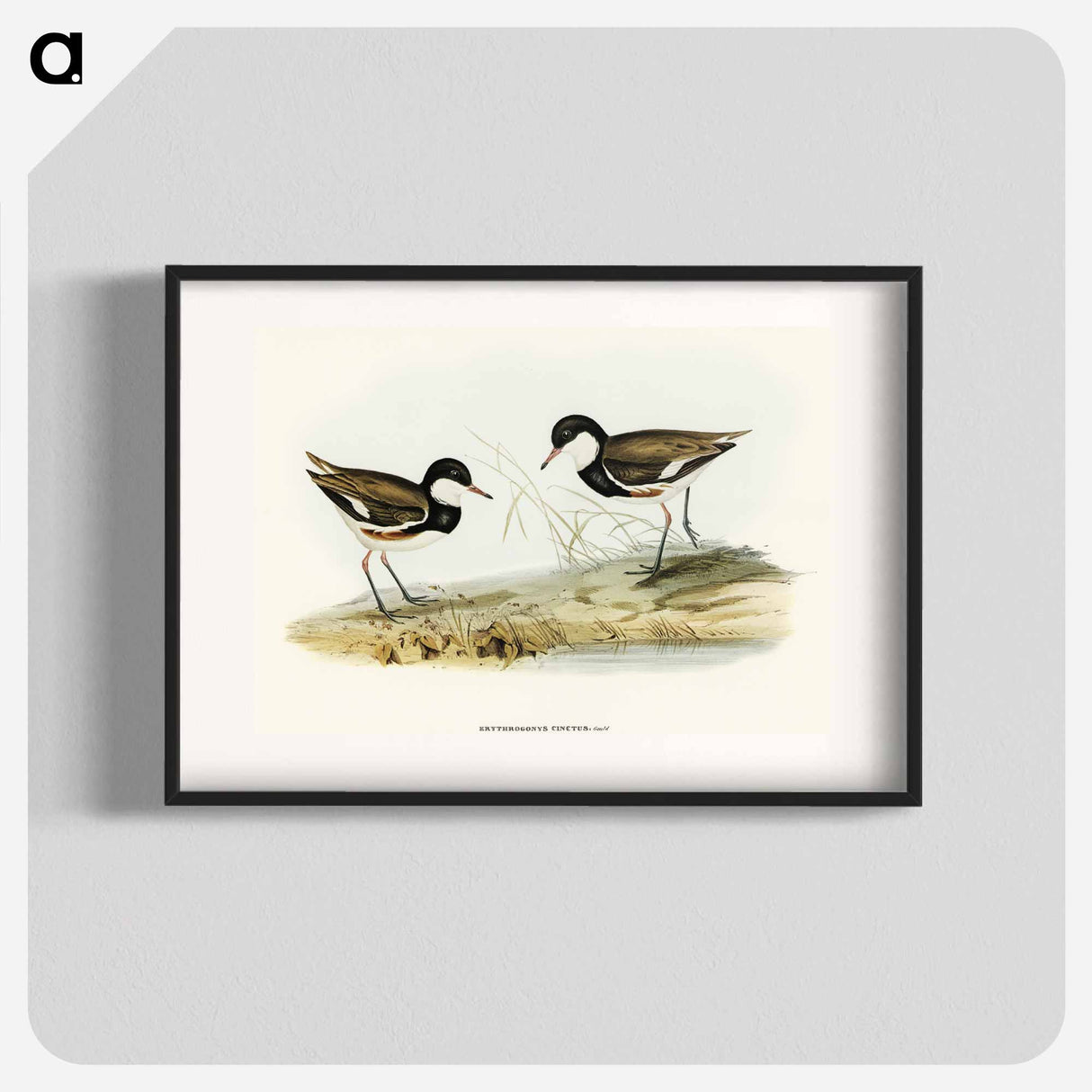 Banded Red Knee
 - オーストラリアの鳥 Poster.