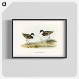 Banded Red Knee
 - オーストラリアの鳥 Poster.