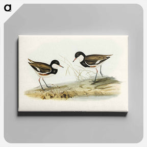 アートパネル-Banded Red Knee
 - オーストラリアの鳥 Canvas.