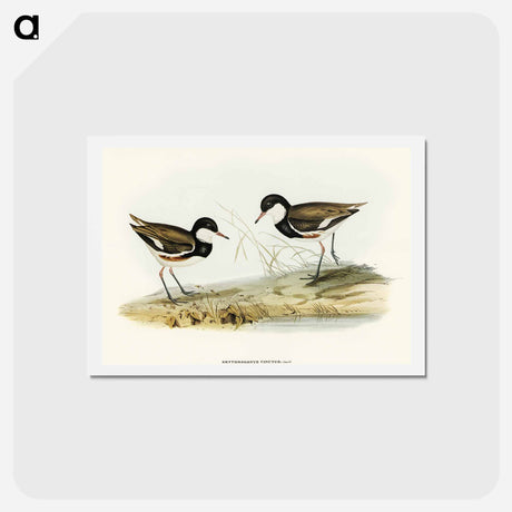 アートポストカード-Banded Red Knee
 - オーストラリアの鳥 Postcard.