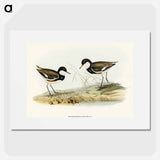 Banded Red Knee
 - オーストラリアの鳥 Poster.