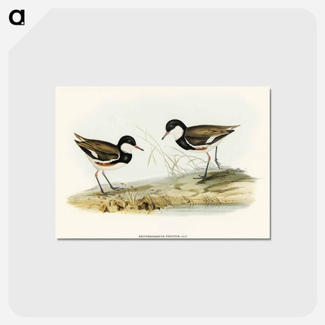 アートポストカード-Banded Red Knee
 - オーストラリアの鳥 Postcard.