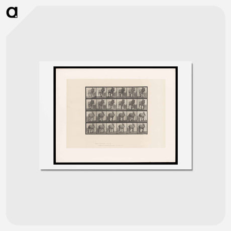 アートポストカード-Walking Horse
 - エドワード マイブリッジ Postcard.