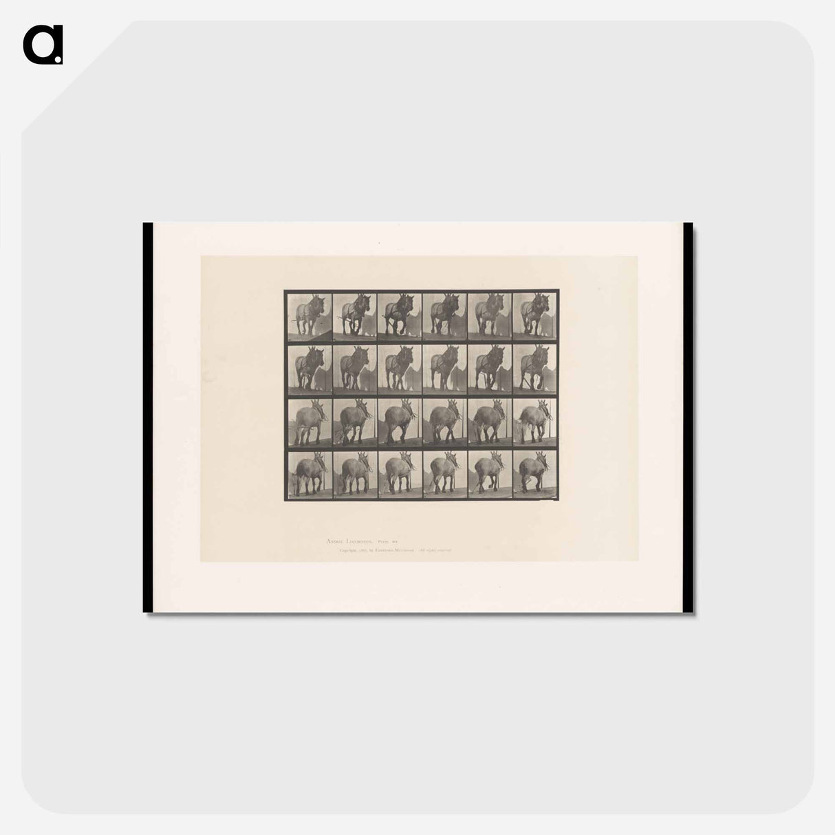 アートポストカード-Walking Horse
 - エドワード マイブリッジ Postcard.