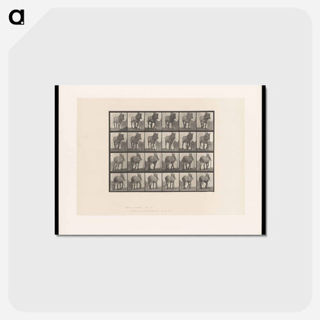 アートポストカード-Walking Horse
 - エドワード マイブリッジ Postcard.