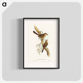 アートポスター-Scrub Robin
 - ジョン グールド Poster.