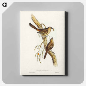アートパネル-Scrub Robin
 - ジョン グールド Canvas.