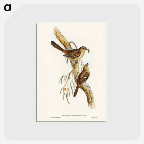 アートポストカード-Scrub Robin
 - ジョン グールド Postcard.