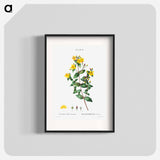 Stinking tutsan - Pierre Joseph Redouté Poster.