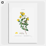Stinking tutsan - Pierre Joseph Redouté Poster.