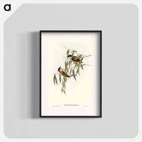 アートポスター-Black-throated Honey-eater
 - オーストラリアの鳥 Poster.