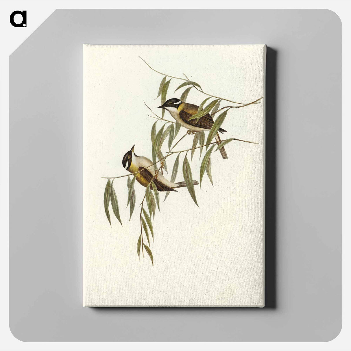 Black-throated Honey-eater
 - オーストラリアの鳥 Canvas.