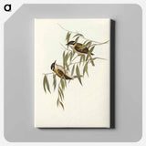 Black-throated Honey-eater
 - オーストラリアの鳥 Canvas.