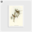 アートポストカード-Black-throated Honey-eater
 - オーストラリアの鳥 Postcard.