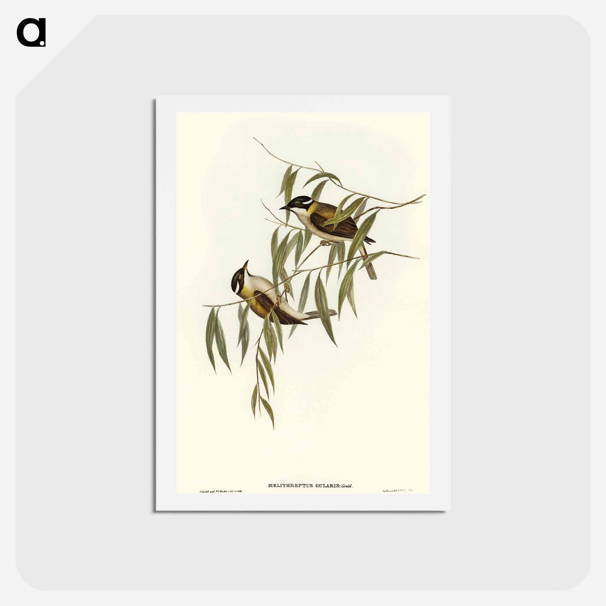 アートポストカード-Black-throated Honey-eater
 - オーストラリアの鳥 Postcard.